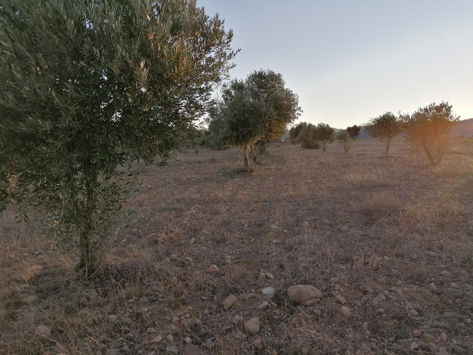 Peritación de cosechas pendientes en terrenos donde se ejecutarán Plantas Solares Fotovoltaicas, T.M. de Andorra (Teruel).